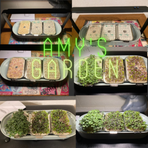 6 images of Amy's indoor garden sprouting...
